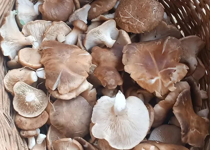 公寓 El Descanso De Hadas